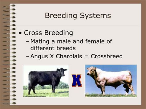 breed me|Breedingfamilys .